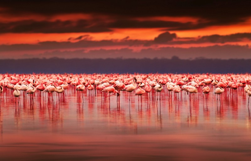 Keňa, jezero Nakuru