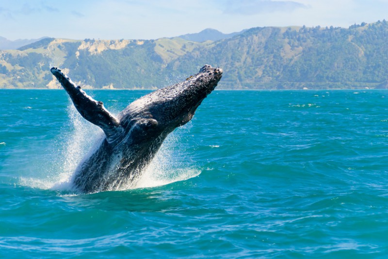 Nový Zéland, velryby