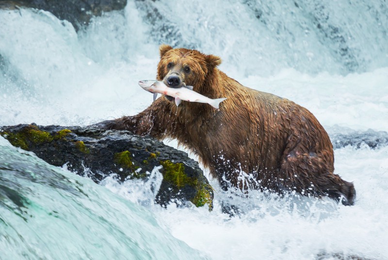 Medvěd, Aljaška, USA