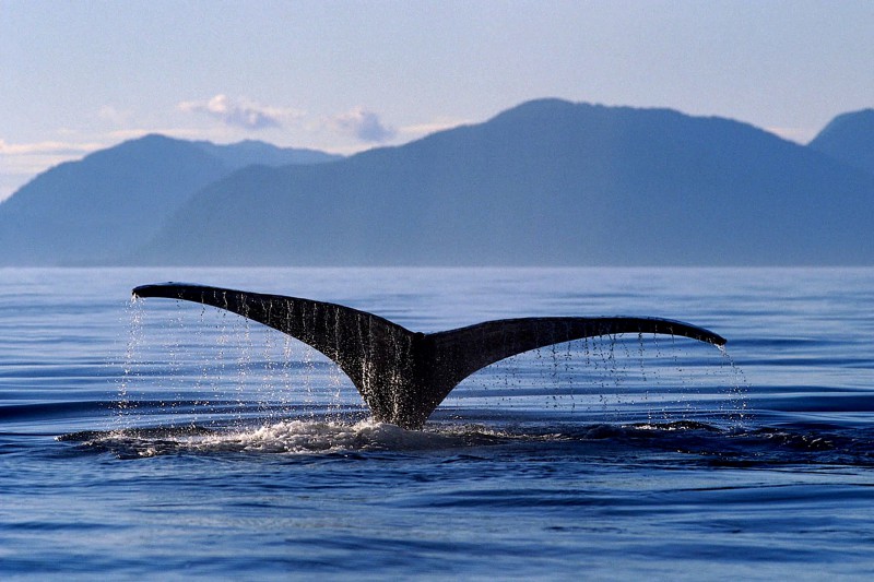 Pozorování velryb.