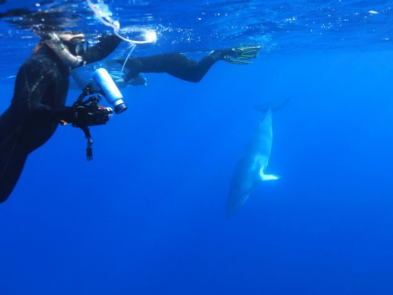 Pozorování velryb při potápění v okolí Velkého bariérového útesu.