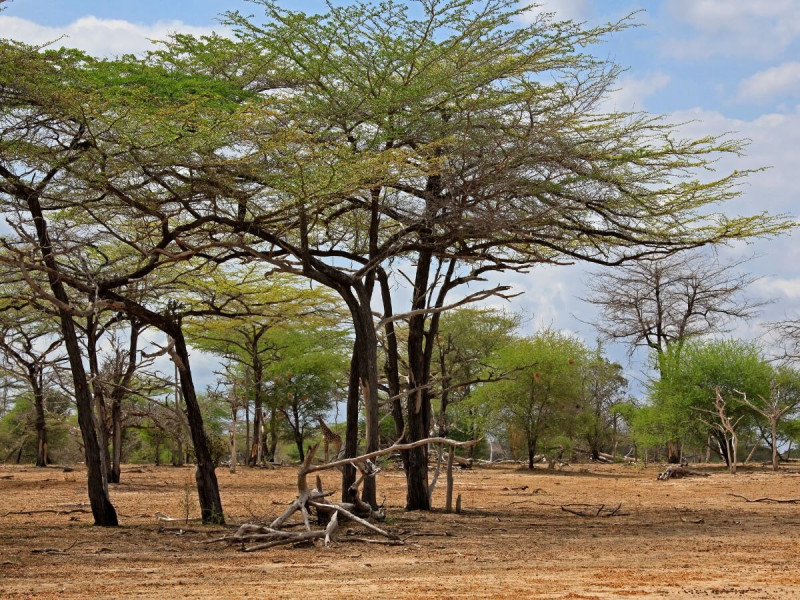 Přírodní rezervace Selous Game Reserve v Tanzanii.