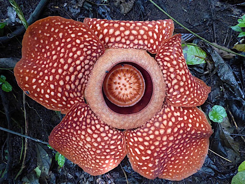 Květ Rafflesie.