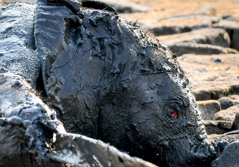 Baby elephant with red eyes stuck in mud