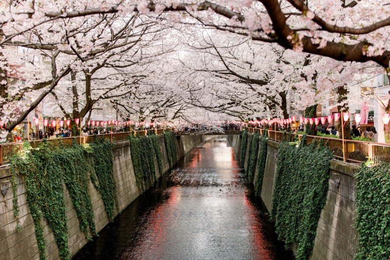 Řeka Meguro a rozkvetlá sakura