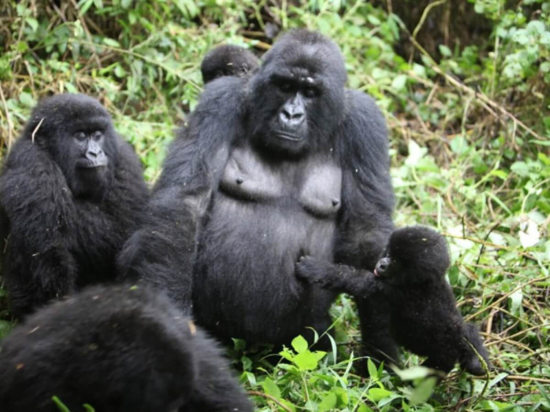 Gorilí rodinka ve rwandské džungli.