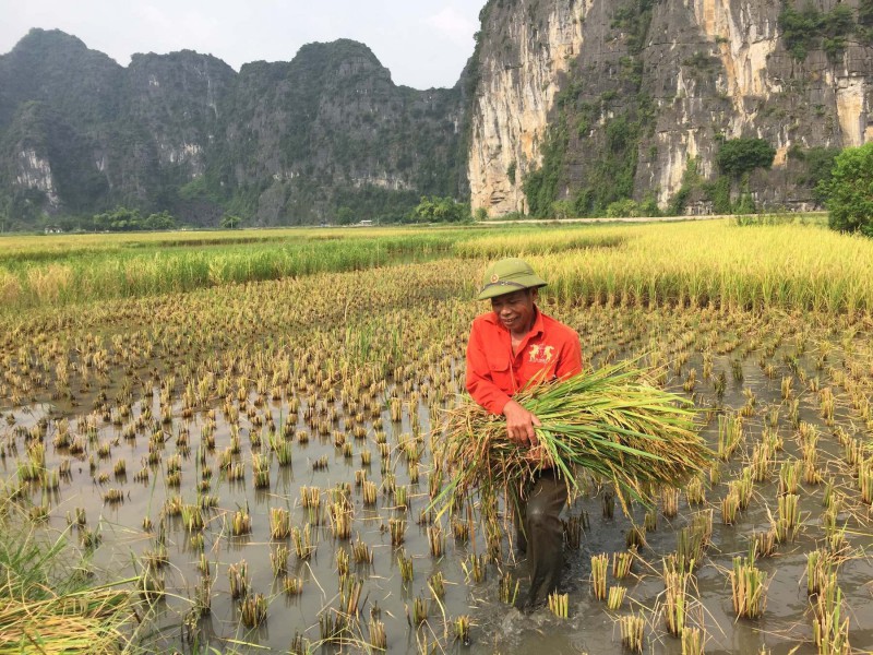 Rýžové pole ve Vietnamu.