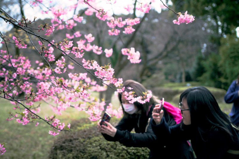 Rozkvetlá sakura v Japonsku