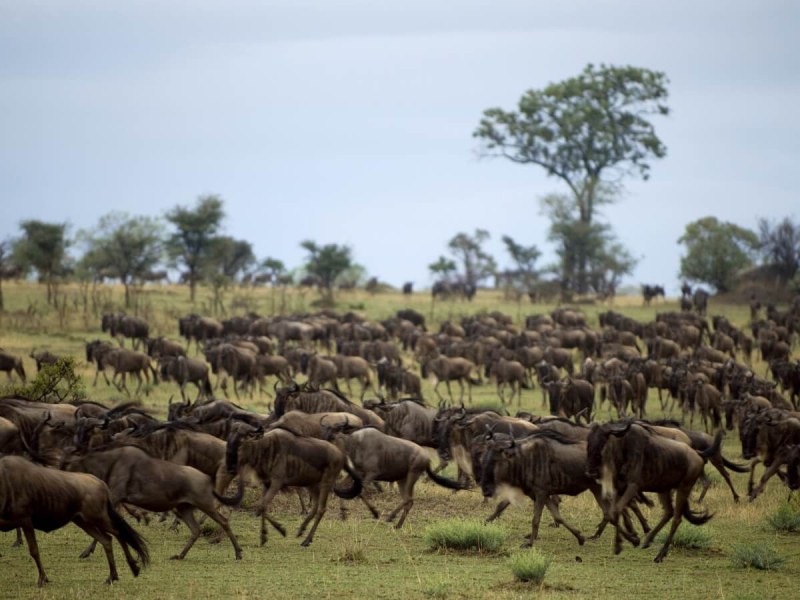 Pakoně v Serengeti.