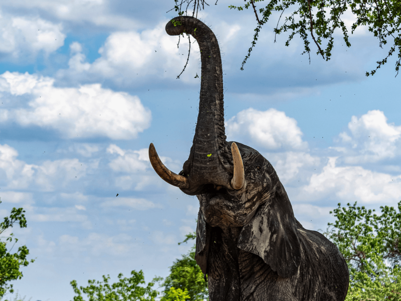 Slon v Botswaně.