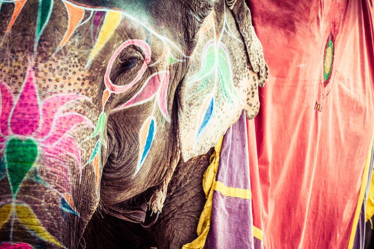 Slon na oslavách boha Gáneši ve starém Dillí.