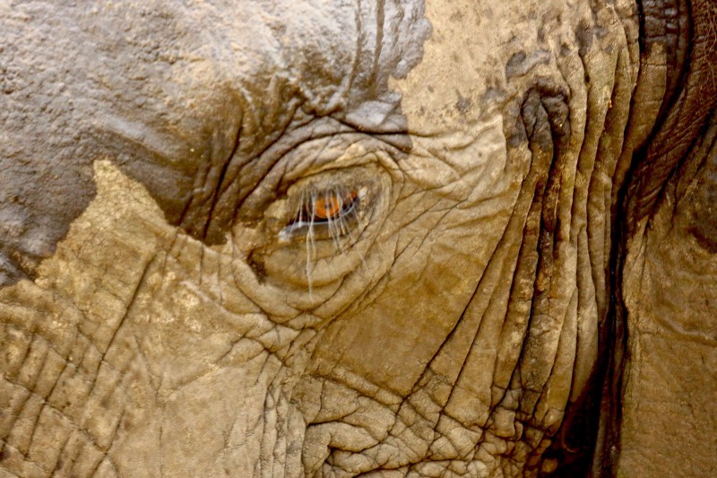 Detailní fotka slona