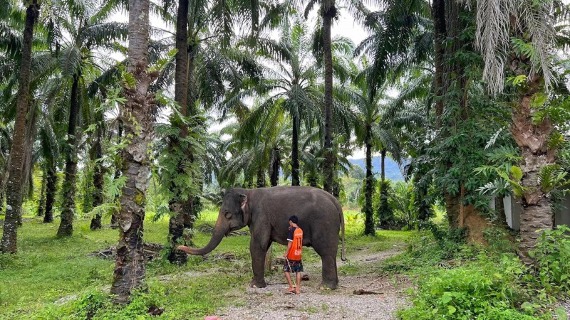 Sloni na Krabi.