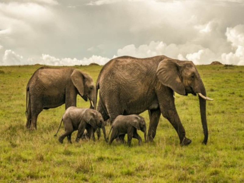 Sloní rodinka s mláďaty na safari v Africe.