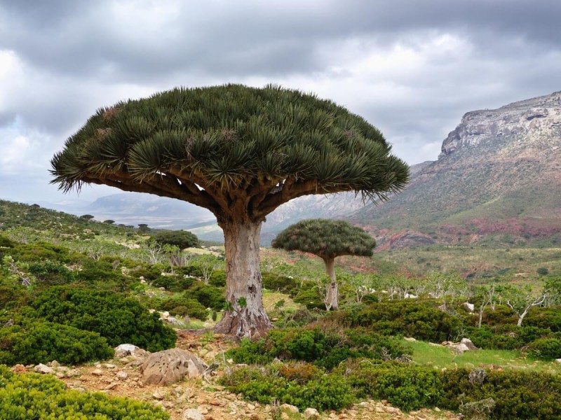 Strom Dračí krve na ostrově Socotra.
