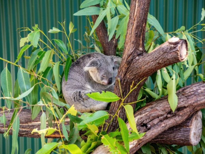Spící koala na stromě.
