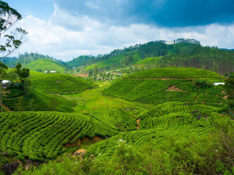 Zelené svahy čajových plantáží na Srí Lance.