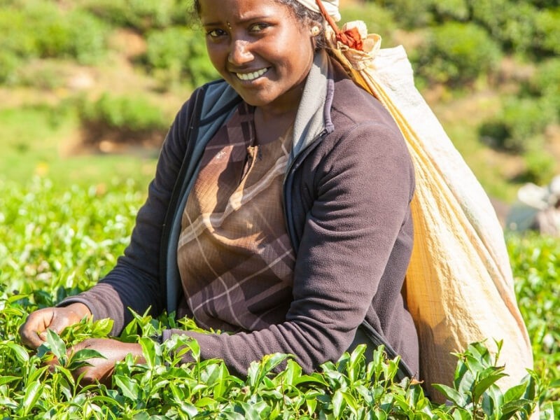 Žena na čajové plantáži na Srí Lance.