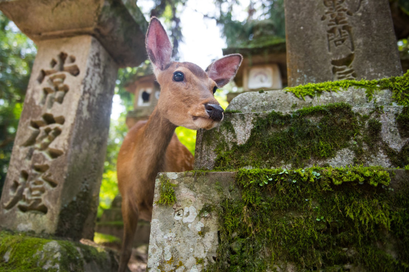 Srnka v oblasti města Nara.