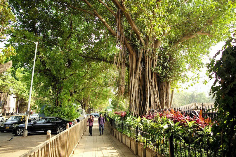 Posvátný strom Banyán v Bombaji.
