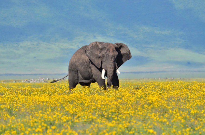 Slon v národním parku Ngorongoro v Tanzanii.