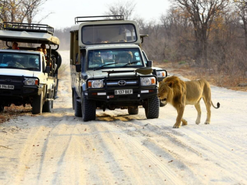Lev v Botswaně procházející před terénními auty.