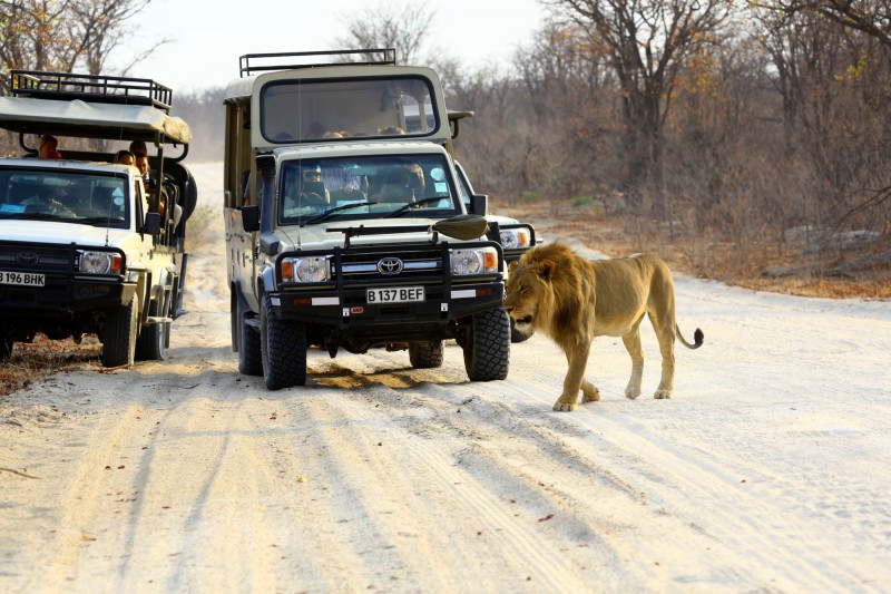 Lev procházející před dvěma terénními auty
