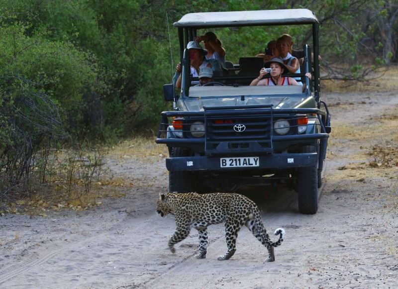 Leopard před terénním autem