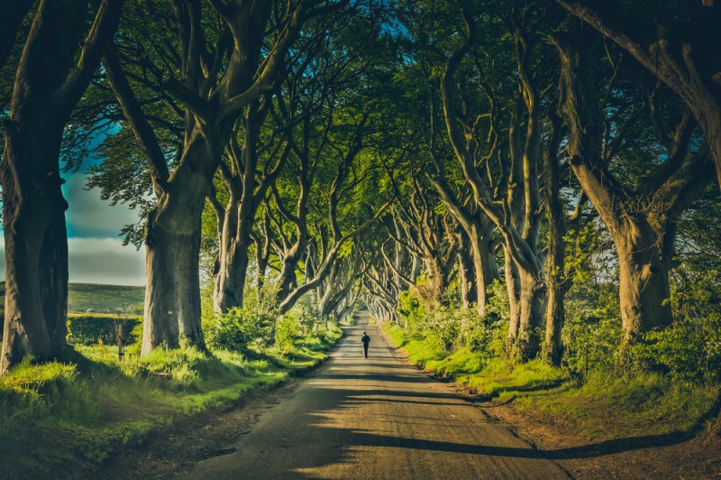 Alej stromů The Dark Hedges v Severním Irsku