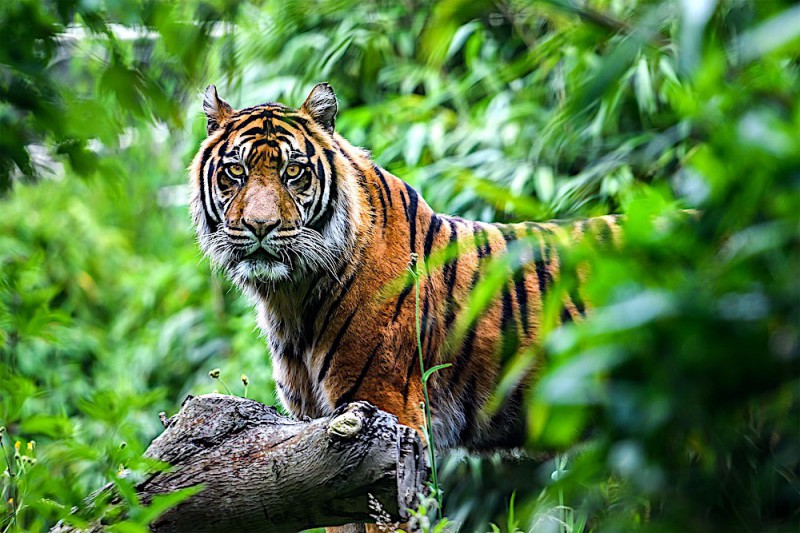 Tygr na Sumatře