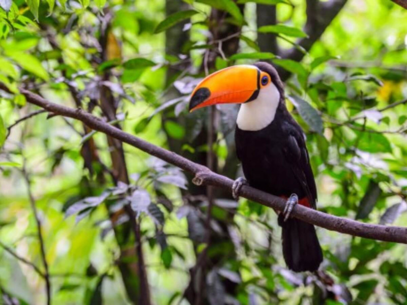 Tukan sedící na větvi v tropickém pralese.