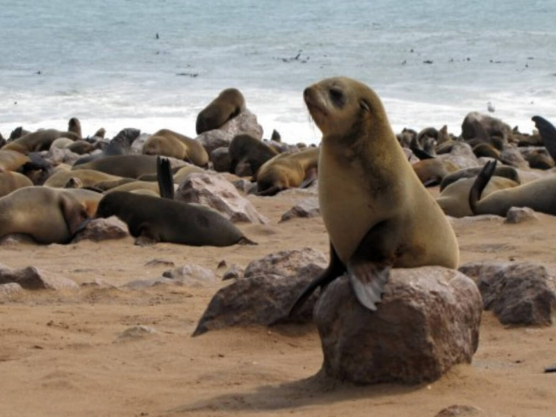 Tuleň na pobřeží v Cape Cross.