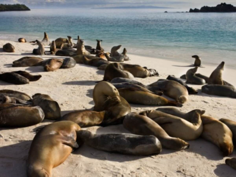 Tuleň na pobřeží v Cape Cross.