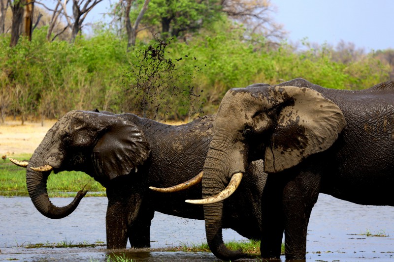 Two elephants standing next to each other