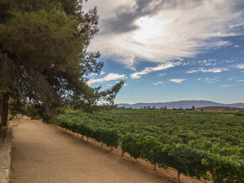Vinice a kopcovitá krajina ve Valle de Guadalupe v Mexiku.
