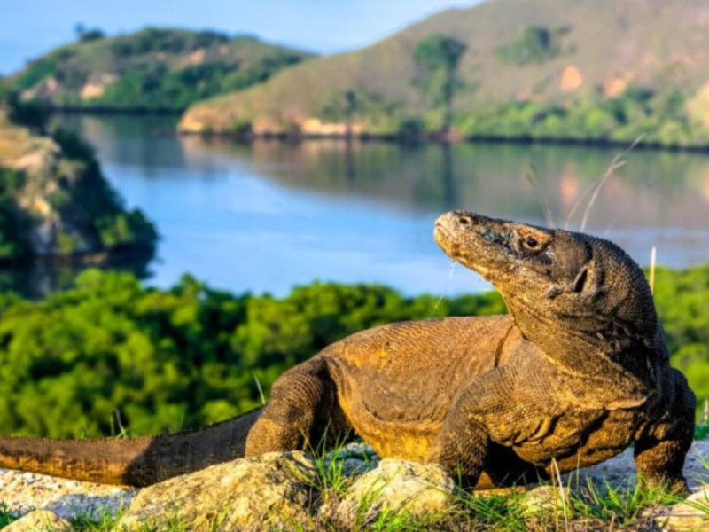 Varan na ostrově Rinca v indonéském souostroví Malé Sundy.