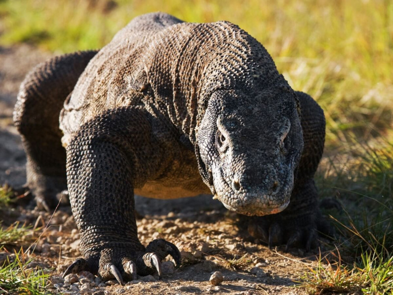 Varan komodský ve volné přírodě na indonéském ostrově.