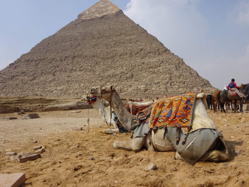 Velbloudi před Cheopsovou pyramidou