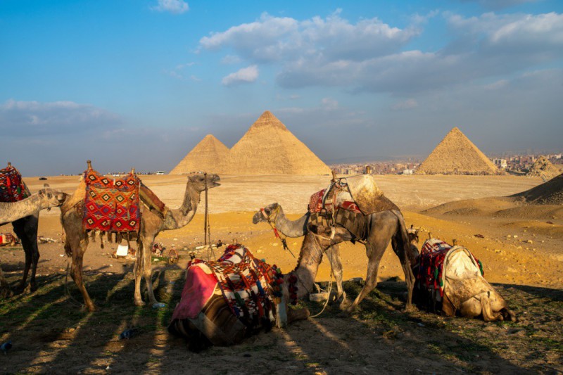 Odpočívající velbloudi.