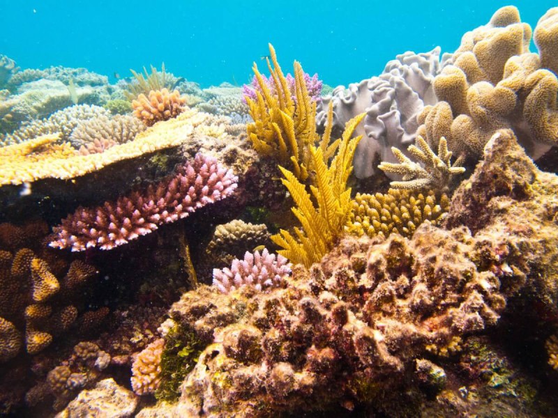 Korály ve Velkém bariérovém útesu.