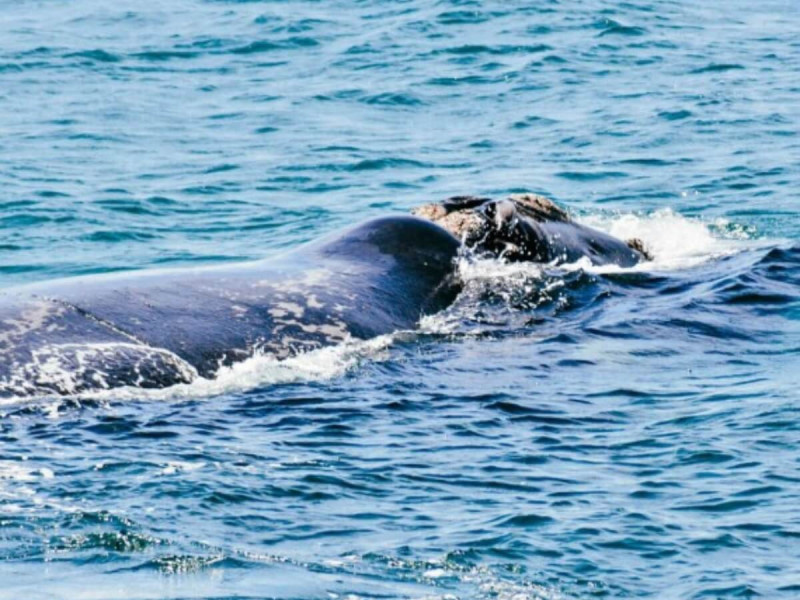 Velryba plovoucí ve Walker Bay u jihoafrického Hermanusu.