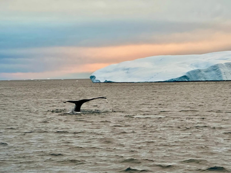 Pozorování velryb u Grónska.