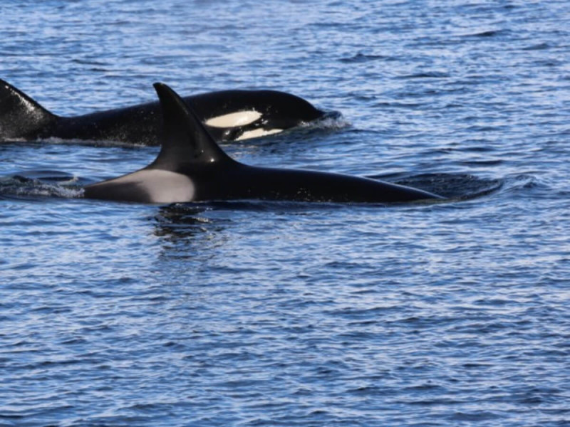 Velryby v oceánu v okolí Antarktidy.