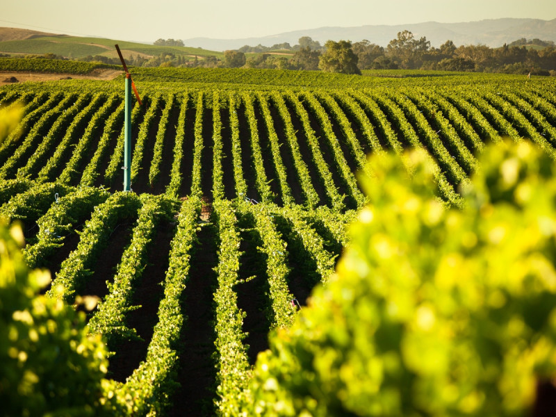 Vinařství v Sonoma Valley v Kalifornii.