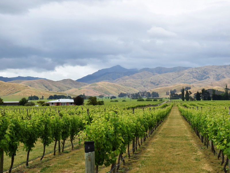 Vinice u Blenheimu ve vinařské oblasti Marlborough na Novém Zélandu.