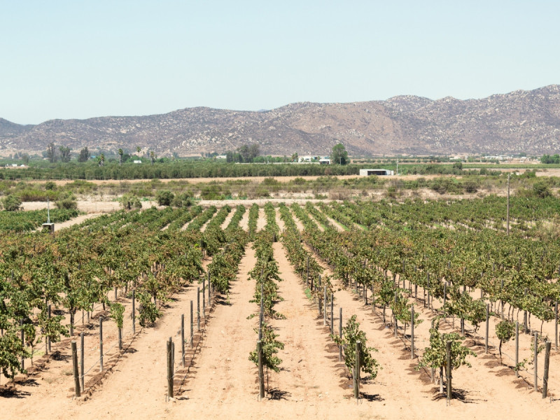 Vinice ve Valle de Guadalupe v Baja California v Mexiku.