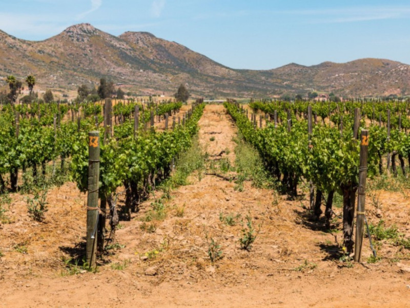 Vinná stezka v Napa Valley v Kalifornii.