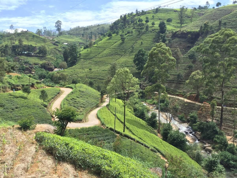  Výhled na čajové plantáže.