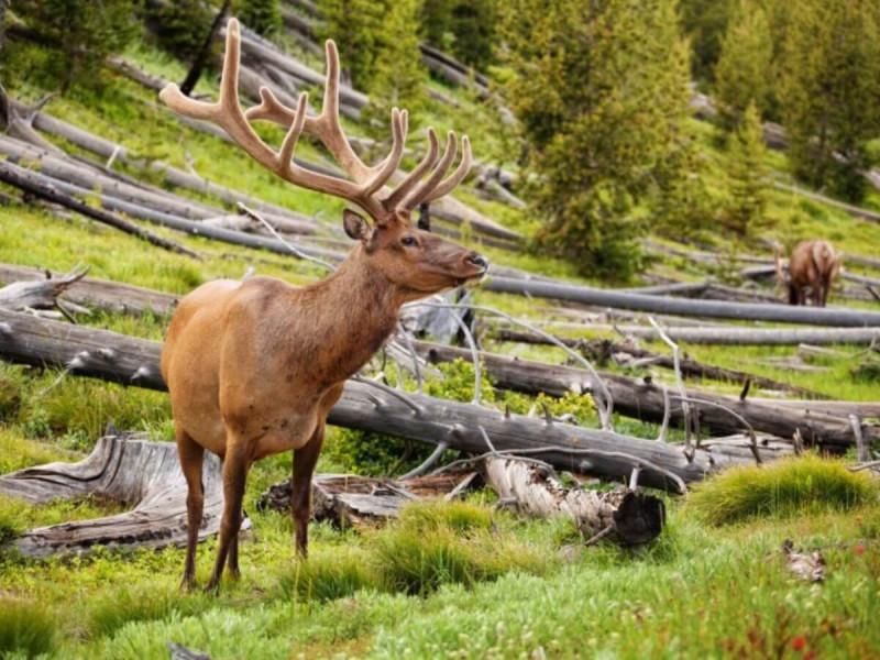 Jelen wapiti v národním parku Yellowstone.