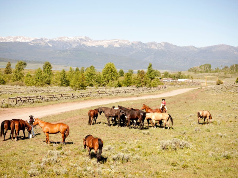 Koně a kovboj na ranči v Yellowstonu.